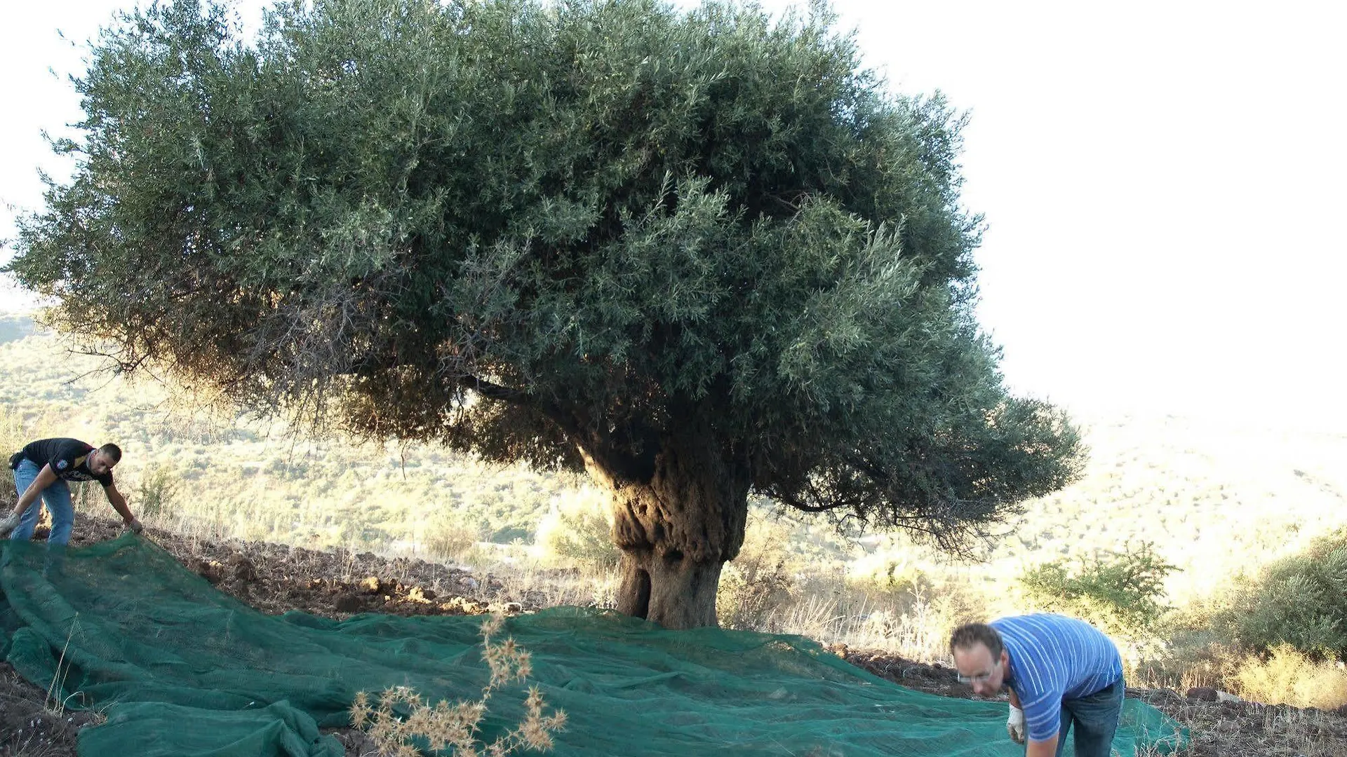 Il Vecchio Frantoio Villa Scillato